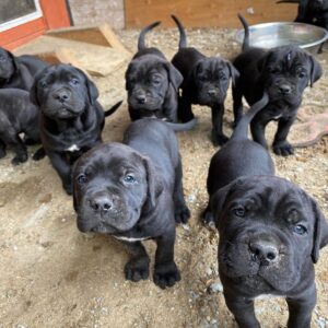 First-Year Expenses of Owning a Cane Corso